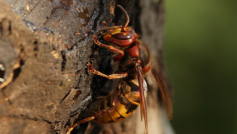 Gallery image 4 — pest control in Brighton