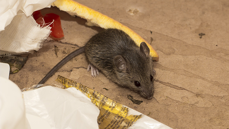Gallery image 8 — pest control in Brighton