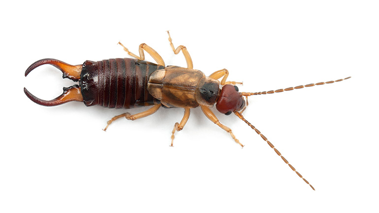 Gallery image 7 — pest control in Brighton