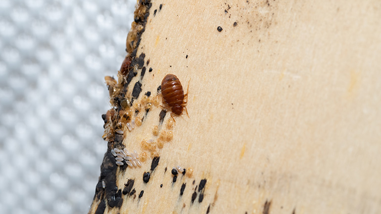 Gallery image 2 — pest control in Brighton