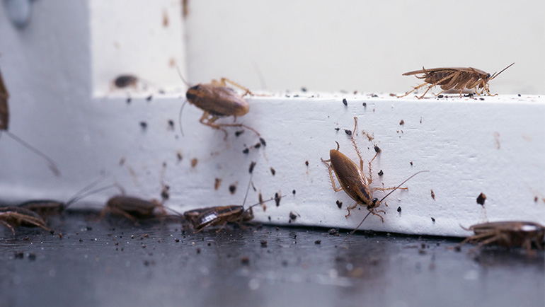Gallery image 9 — pest control in Brighton