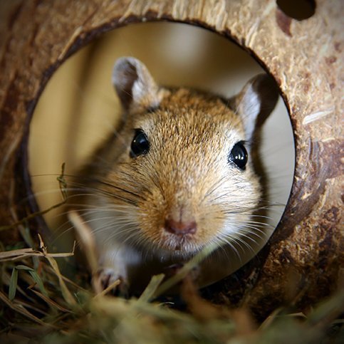 Gallery image 2 — pest control in Centennial, CO