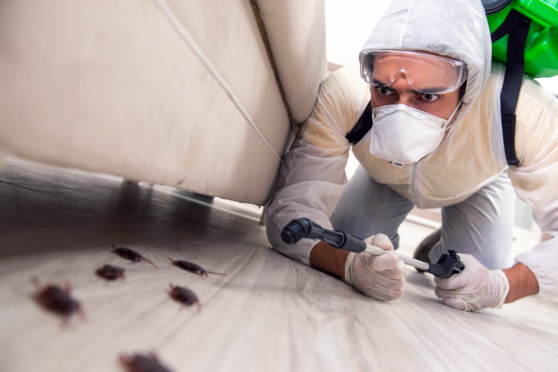 best pest control company Greenwood Village, CO
