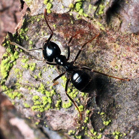 Gallery image 6 — pest control in Centennial, CO