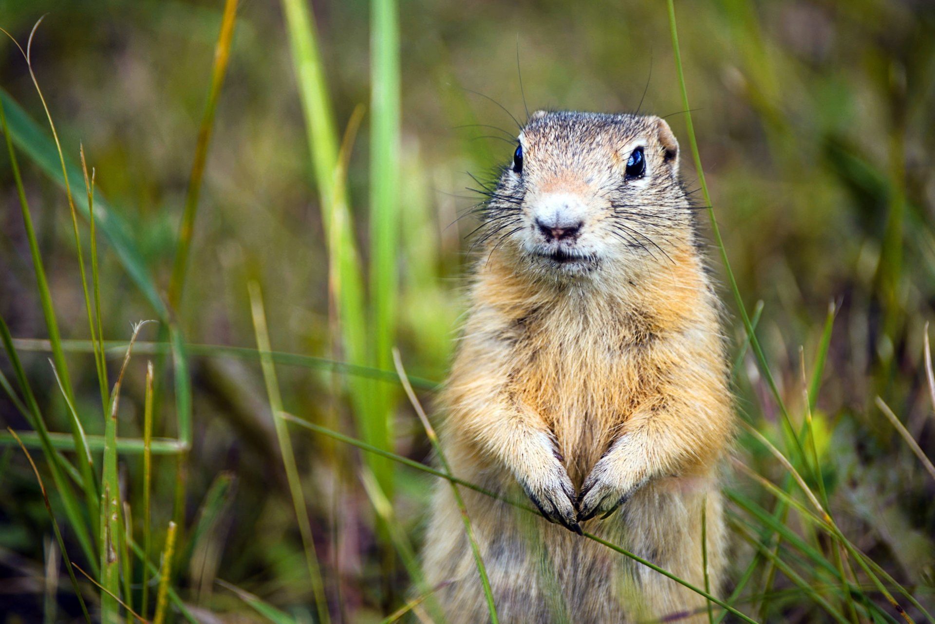Gallery image 5 — pest control in Centennial, CO