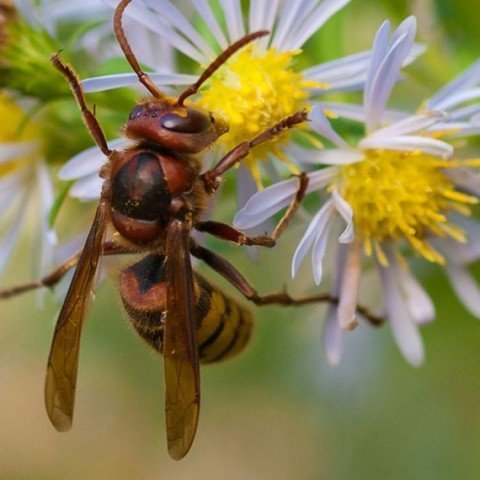 Gallery image 8 — pest control in Centennial, CO