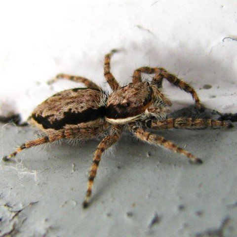 Gallery image 4 — pest control in Centennial, CO