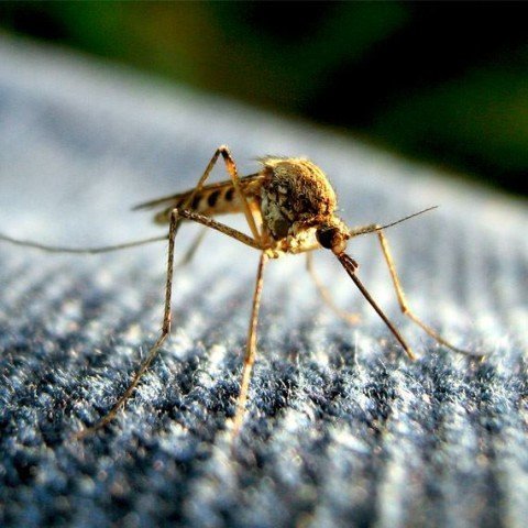 Gallery image 7 — pest control in Centennial, CO