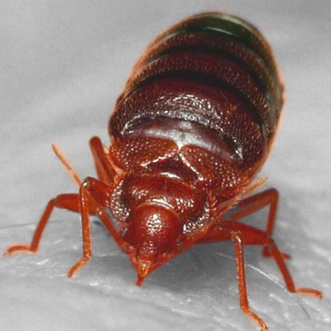 Gallery image 9 — pest control in Centennial, CO