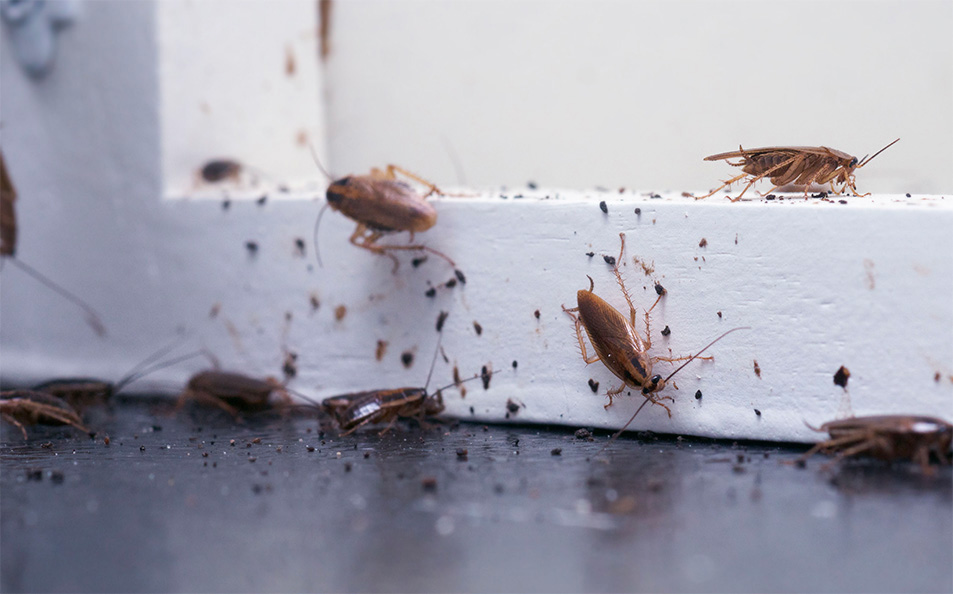 About cockroach control services Denver