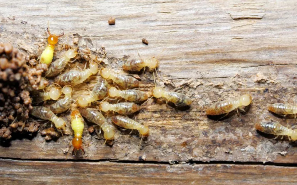 Gallery image 1 — cockroach control services Denver