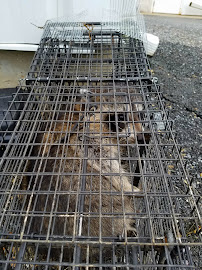 Gallery image 6 — squirrel removal cost near me