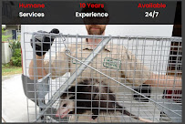 Gallery image 2 — squirrel removal cost near me