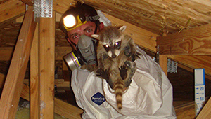 Gallery image 5 — squirrel removal cost near me