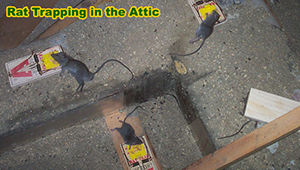 Gallery image 8 — squirrel removal cost near me