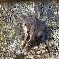 Gallery image 9 — squirrel removal cost near me