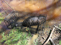 Gallery image 4 — squirrel removal cost near me