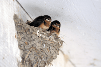 About eco-friendly pest control Arvada