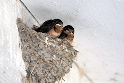 Gallery image 1 — eco-friendly pest control Arvada