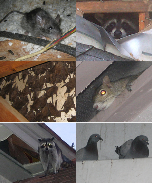 Gallery image 3 — opossum trapping Colorado