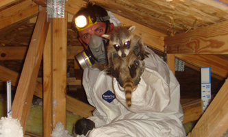 About opossum trapping Colorado