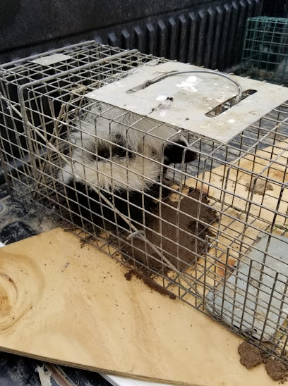 Gallery image 1 — opossum trapping Colorado