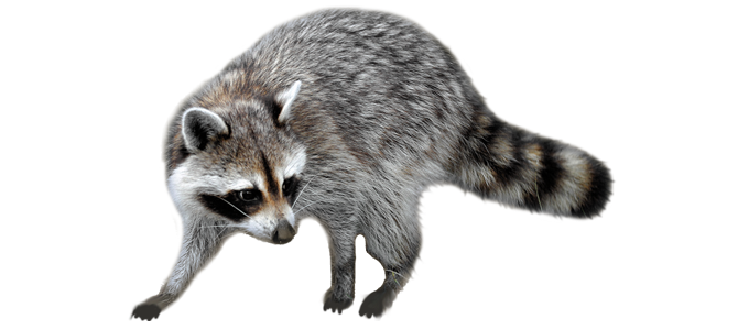 Gallery image 6 — opossum trapping Colorado