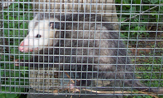 skunk removal near me