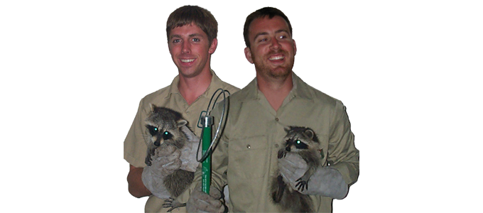 Gallery image 4 — opossum trapping Colorado