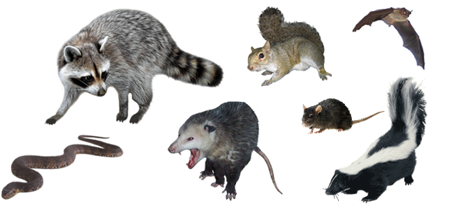 opossum trapping Colorado