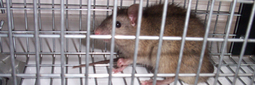 Gallery image 2 — opossum trapping Colorado