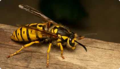 Gallery image 5 — yellow jacket removal near me