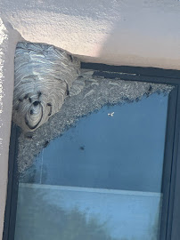 Gallery image 1 — yellow jacket removal near me
