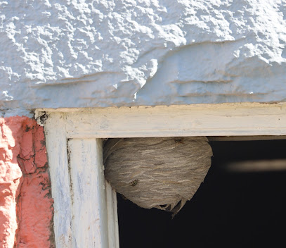 Gallery image 2 — yellow jacket removal near me