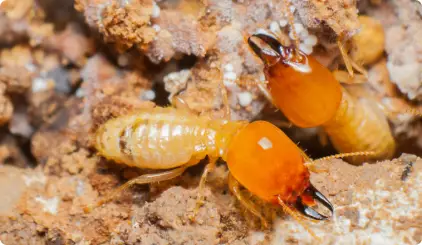 Gallery image 3 — yellow jacket removal near me