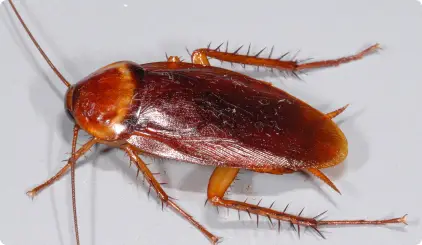 Bugs and Beyond