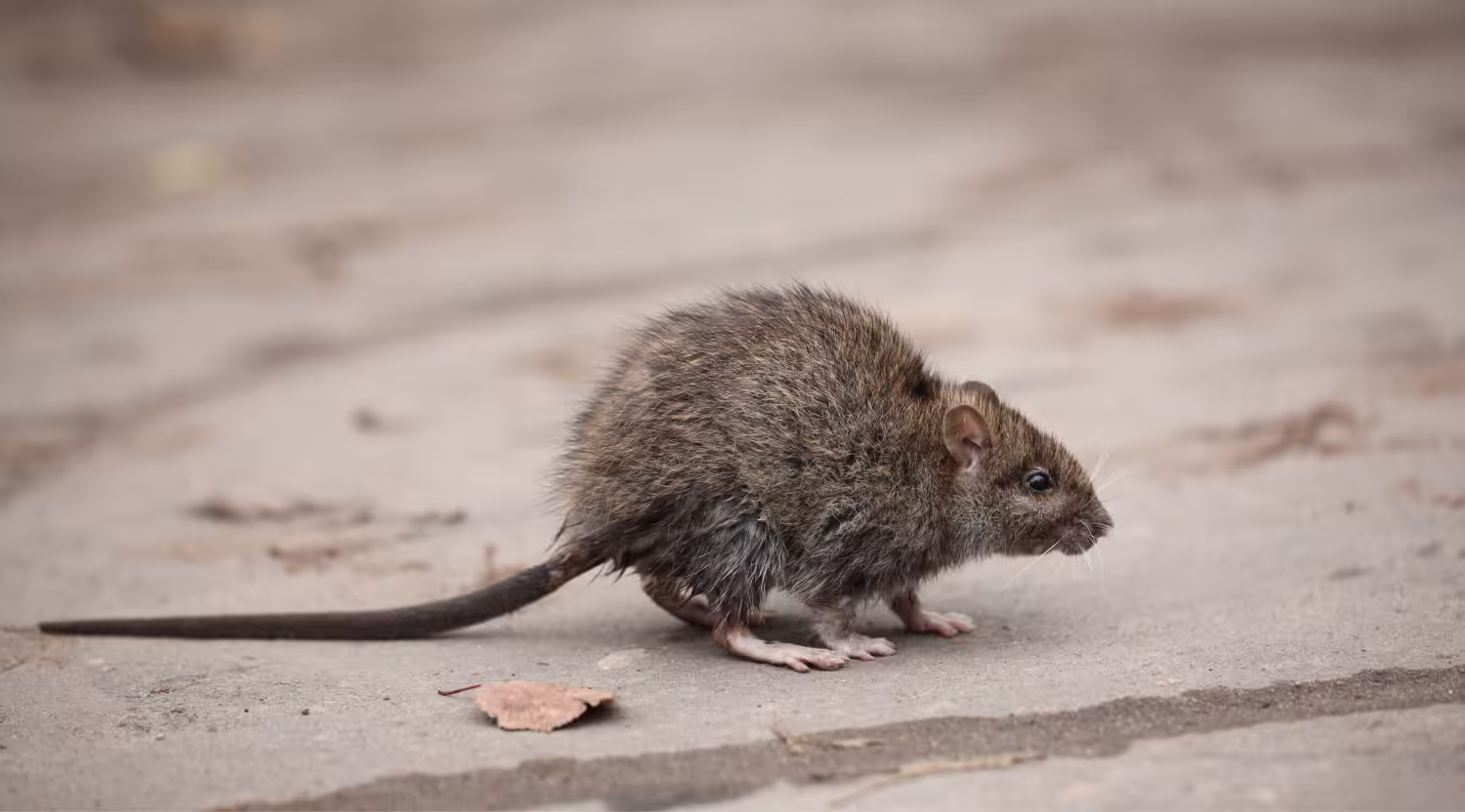 Gallery image 6 — rodent control specialists Golden, CO