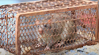 rodent control specialists Golden, CO