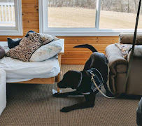 Gallery image 7 — Colorado Bed Bug Dog