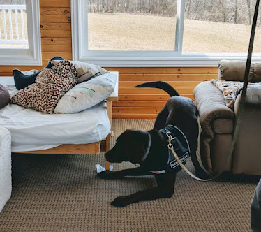 Gallery image 6 — Colorado Bed Bug Dog