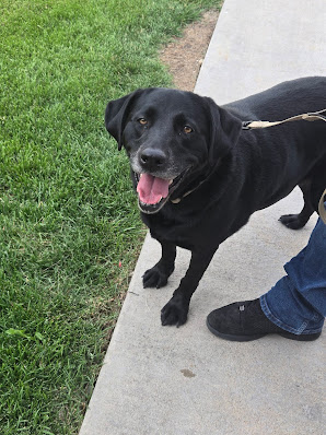 Gallery image 4 — Colorado Bed Bug Dog