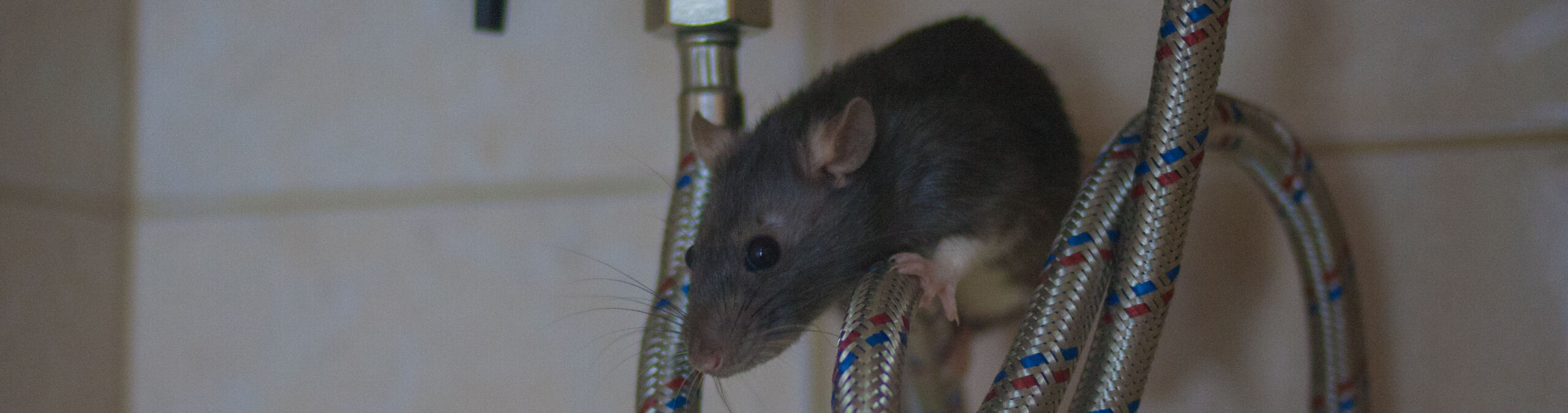 Gallery image 5 — squirrel removal Austin