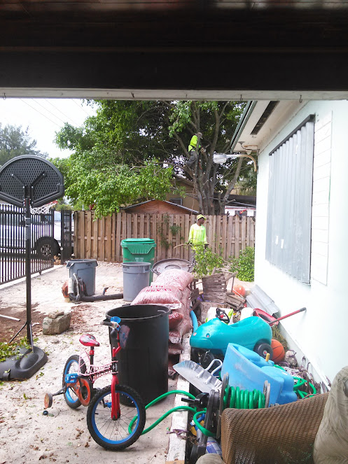 About seasonal lawn cleanup near me