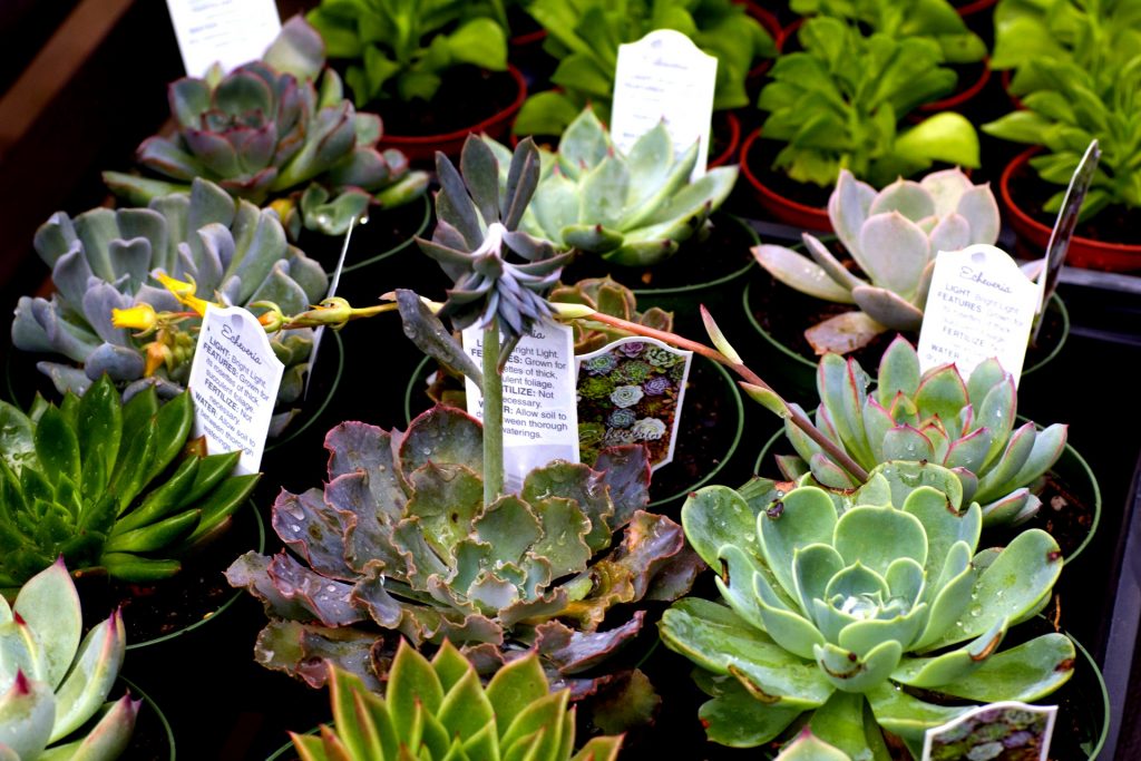 Gallery image 5 — garden center in Miami