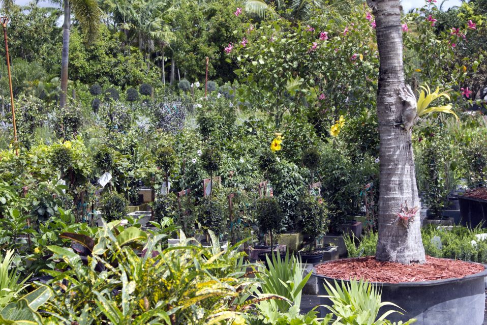 Gallery image 7 — garden center in Miami