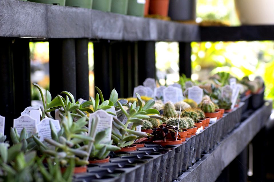 Gallery image 9 — garden center in Miami