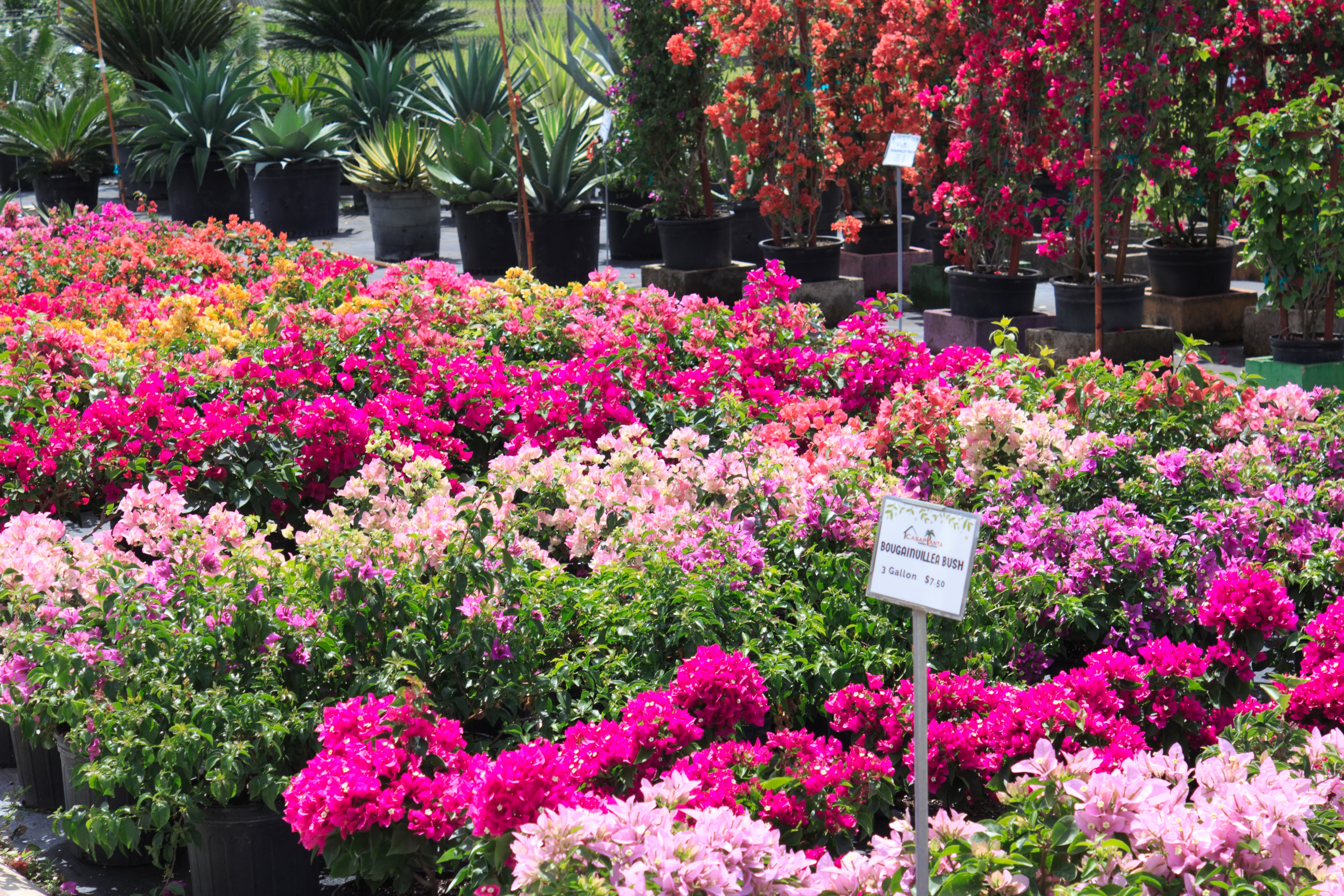 Gallery image 13 — garden center in Miami