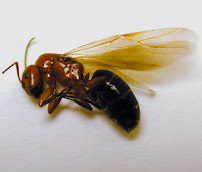Gallery image 6 — emergency pest control near me