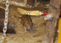 Gallery image 1 — emergency pest control near me