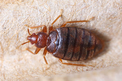 Gallery image 2 — emergency pest control near me
